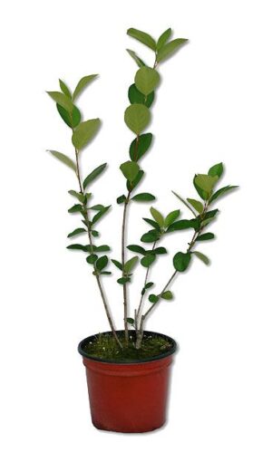 Aronia Pflanze