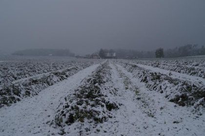 Aroniablueten Im Schnee