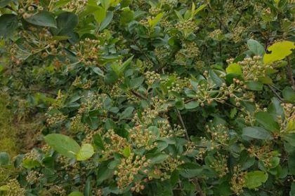 hoher Fruchtansatz der Aronia am 15. Mai 2018