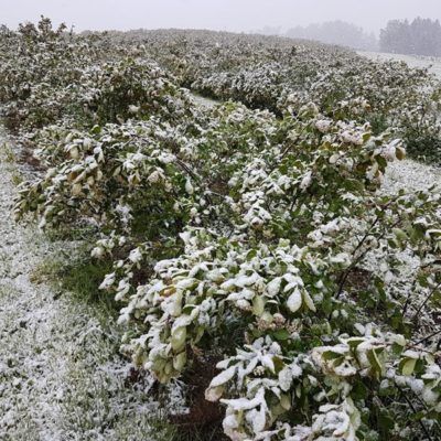 Aoniavollblüte im Schnee