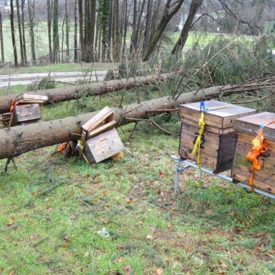 zerstörte Bienenkästen in den Aronia