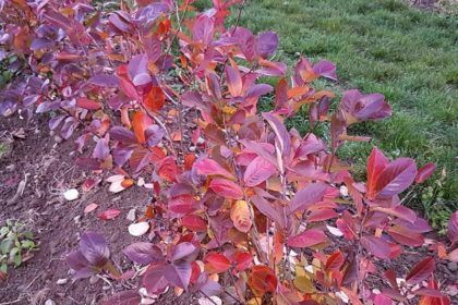 Aronia im Herbstlaub