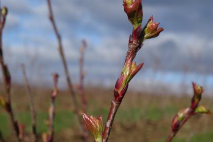 öffnen der Blattknospen bei den Aronia