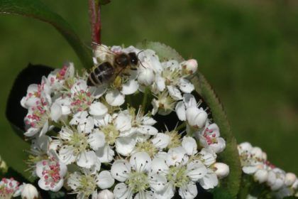 viele Bienen auf den Aronia Blüten