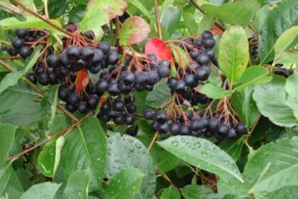 Aronia Beeren