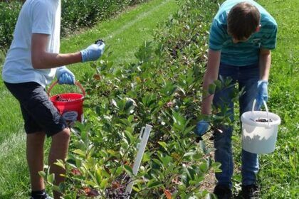 Schüler verdienen mit der Aronia Ernte Geld für das Klassenlager