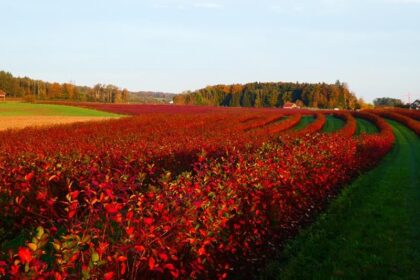 die ersten Sonnenstrahlen im Aroniafeld Ende Oktober 2019