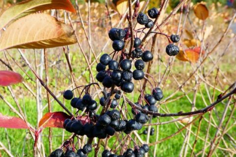 Baies oubliées d'aronia