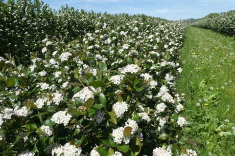 Fleurs d'aronia 2021