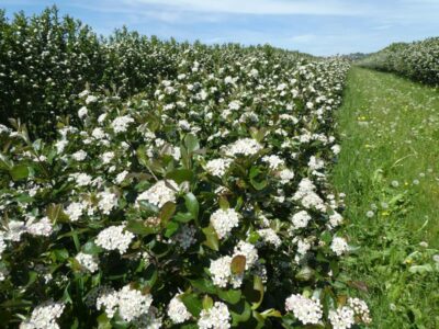 Blühende Aronia 2021